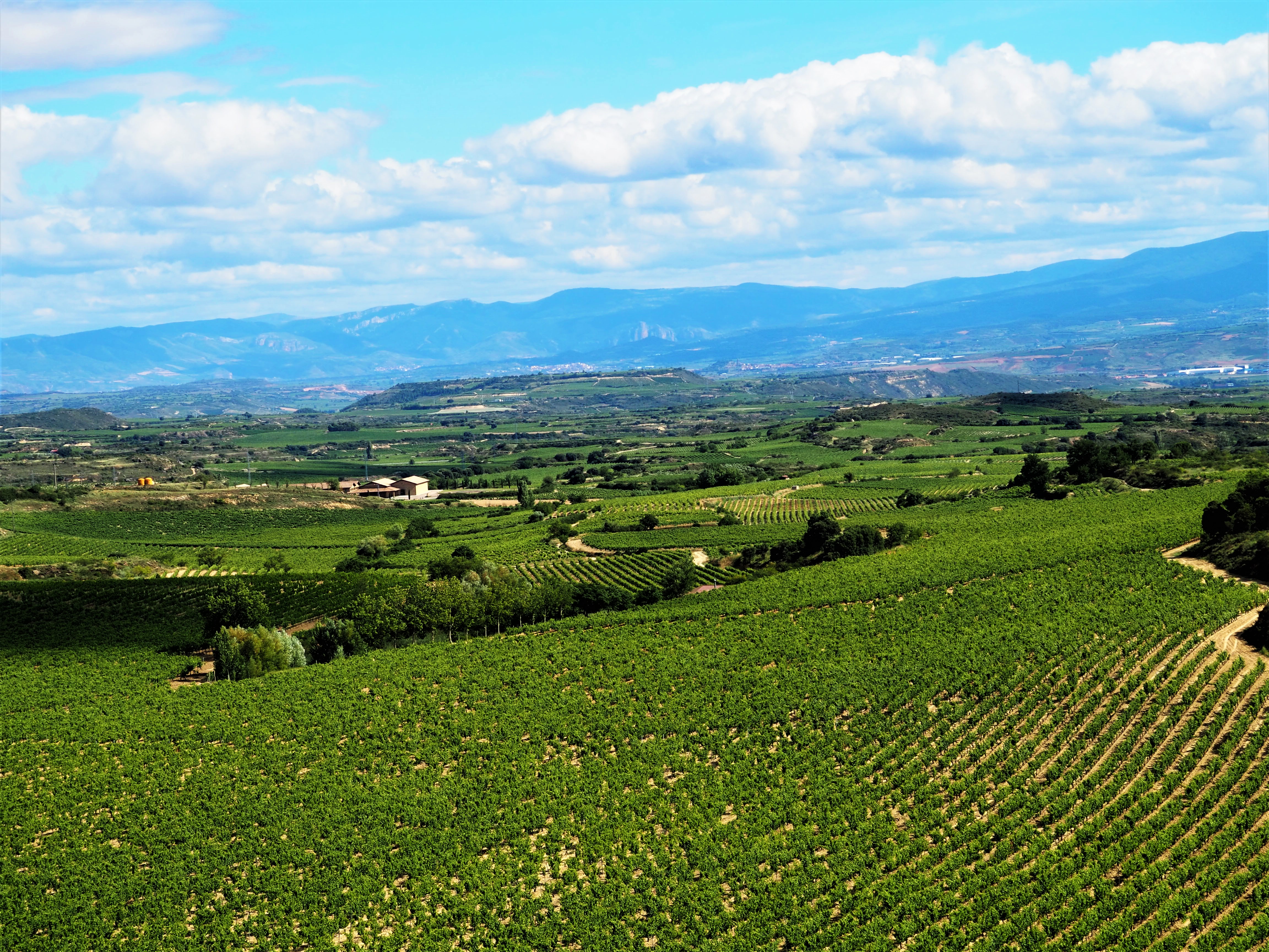 Rioja – kilka powodów, dla których warto się tutaj wybrać